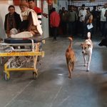 फिरोजाबाद सरकारी मेडिकल कॉलेज में आवारा कुत्तों का जमावड़ा मरीज परेशान सरकार की योजनाओं पर सवाल