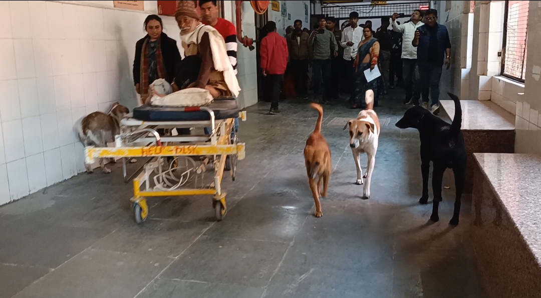 फिरोजाबाद सरकारी मेडिकल कॉलेज में आवारा कुत्तों का जमावड़ा मरीज परेशान सरकार की योजनाओं पर सवाल